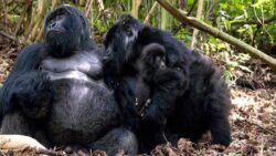 Best Gorilla Family to Visit on Rwanda Gorilla Trekking and Why