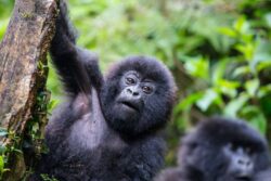 Best Health and Safety Tips as You Trek Gorillas in Rwanda