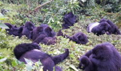 Best Includes for Rwanda Gorilla Safaris
