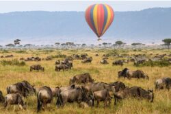 Best Pro Tips for Booking Tanzania Safaris for First-Time Visitors