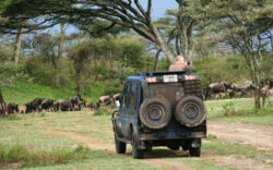10 Best Things You Need to Plan a Tour Safari Tanzania