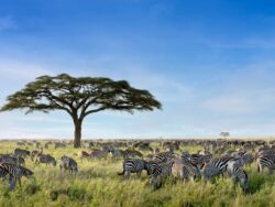 Best time to go for Serengeti national park safari tours