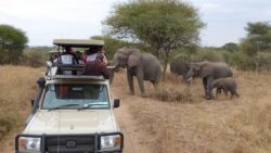 Best Tips for Choosing Best Tour Operator for African Safari Tanzania