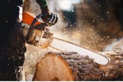 Tree Lopping Sydney North Shore