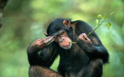 5 Days Rwanda Vacations with Chimp Tracking and Lake Kivu