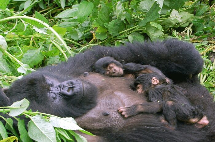 How long to spend on gorilla safaris Rwanda