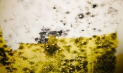 Northeast Mold Removal Near Me