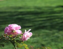 RTF Tall Fescue adelaide