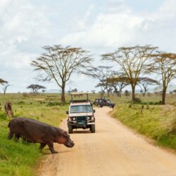 Top Rated Tanzania Safari Adventures Now