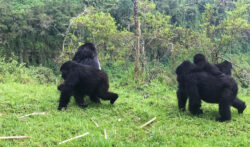 Top reasons for Rwanda gorilla safaris being most accessible