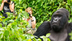 Top Things to Consider for Rwanda Gorilla Trek