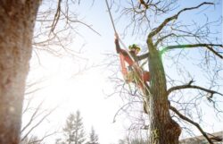 Tree Removal North Sydney