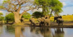 Best Activities to Do in Tarangire During Safaris in Tanzania