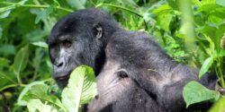 Best days to spend on Rwanda gorilla trekking tour