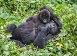 Best 5 Things to Know About Gorilla Trekking in Rwanda