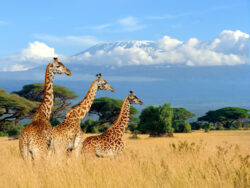 Best of Best Places to Visit on Kenya and Tanzania Safaris