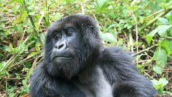 Best reasons for booking Rwanda gorilla safaris with a local operator