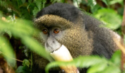 Best Reasons for Combining Gorillas and Golden Monkeys on Rwanda Safaris