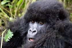 Best Reasons Why Rwanda Gorilla Trekking is Famous