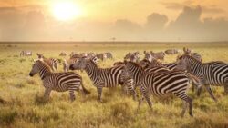 Best 8 Tanzania Safari Trips Now for Unforgettable Safari