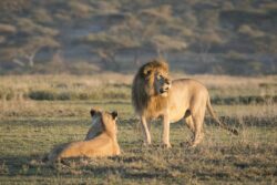 Best time to experience Tanzania safari trip