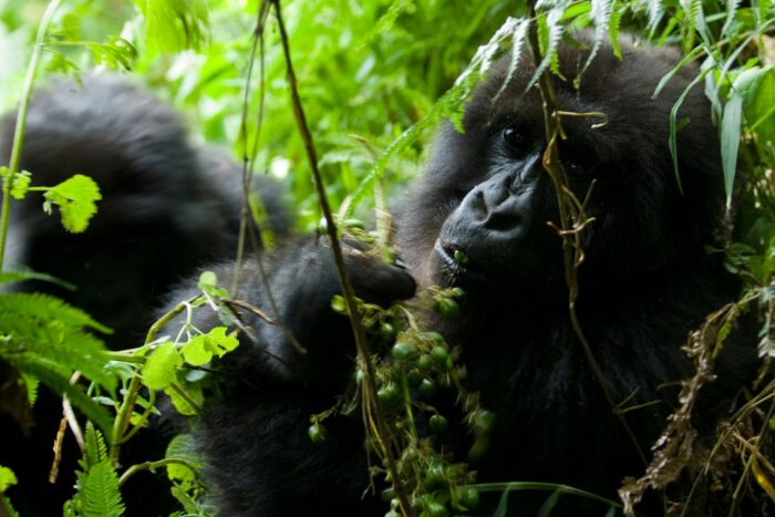 Best tips for best Rwanda gorilla treks