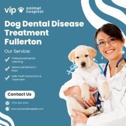 Affordable Dog Dental Disease Treatment Fullerton at VIP Animal Hospital