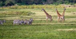 Tips for choosing best safari in Tanzania