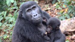 What is the age restriction for Rwanda gorilla trek?