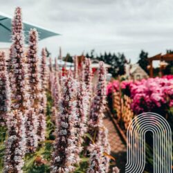 Original Ginger’s Premier Website Design in Langley