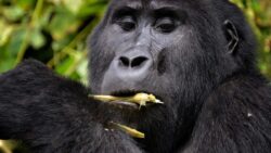 Best Attractions Not to Miss on Rwanda Safari Tour
