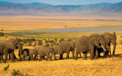 Best Safari Destinations to Combine on Kenya Tanzania Safaris
