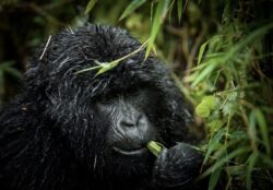 Best things to look for in Rwanda safari packages