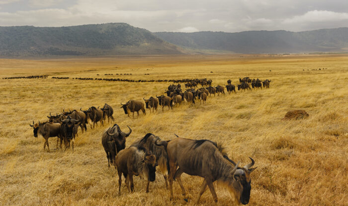 Best time for Serengeti national park tours and wildebeest migration