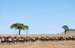 Best time to go for Africa Serengeti tours with clear weather