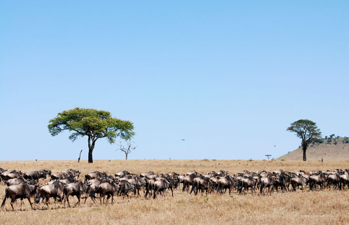 Best time to go for Africa Serengeti tours with clear weather