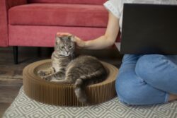 How Does Quality Cat Boarding Reduce Stress for Cats?