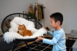 Why Quality Cat Accommodation Matters for Pet Owners?