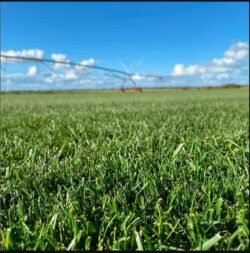 RTF Tall Fescue Adelaide