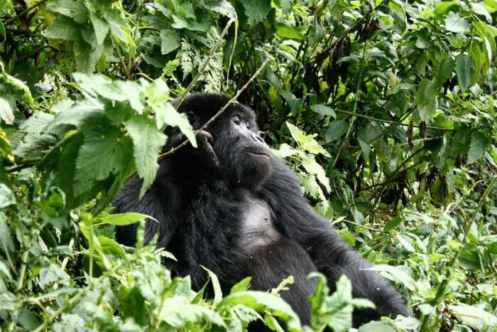 How to Book a Gorilla Permit for Gorilla Trekking Rwanda
