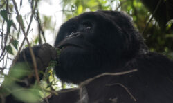 How to Choose a Best Rwanda Safari Packages