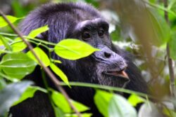 Is Rwanda gorilla trek better than Uganda gorilla safari?