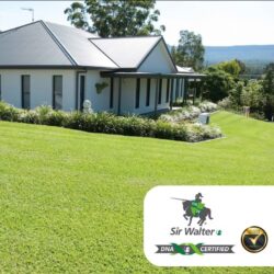 Sir Walter Buffalo Adelaide