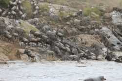 Top Interesting Facts About Wildebeest Migration on Tanzania Safaris