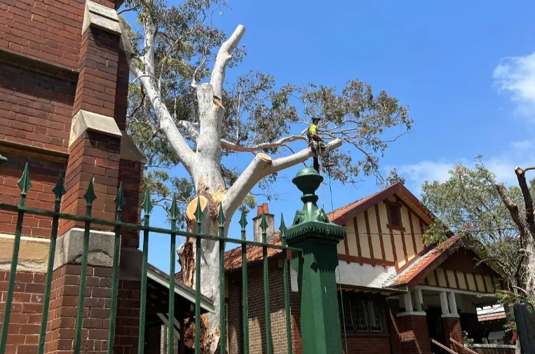 Tree Removal Willoughby