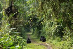 What to wear for gorilla hiking Rwanda experience