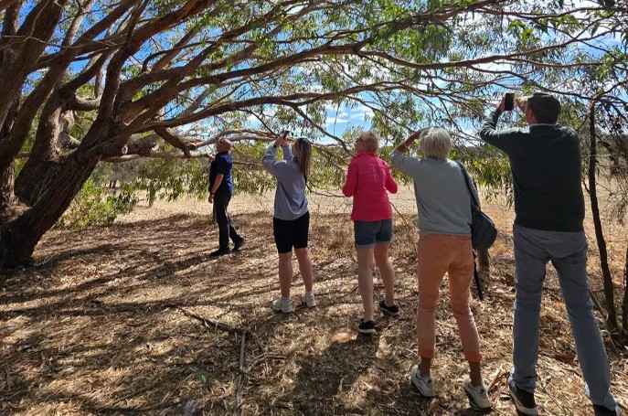 Barossa Valley Wine Tours