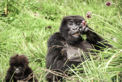 Best Tips for Rwanda Gorilla Safari Trip