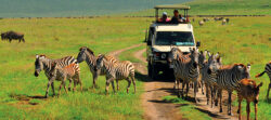 Best tourist attractions not to miss on tour safari Tanzania