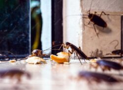 Expert Cockroach Control Singapore For Homes And Businesses